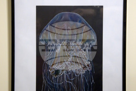 Пловдив - "Илюстрации на риби от Норвежко море" - изложба