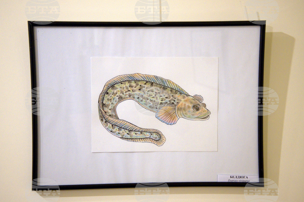 Пловдив - "Илюстрации на риби от Норвежко море" - изложба