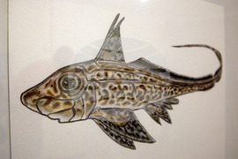 Пловдив - "Илюстрации на риби от Норвежко море" - изложба
