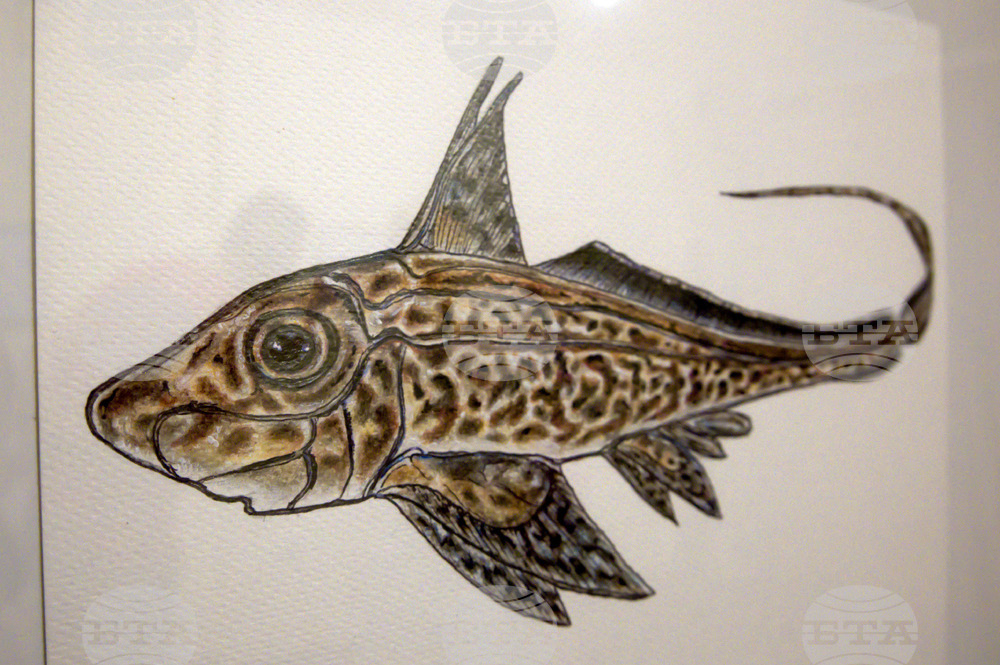Пловдив - "Илюстрации на риби от Норвежко море" - изложба
