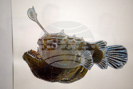 Пловдив - "Илюстрации на риби от Норвежко море" - изложба