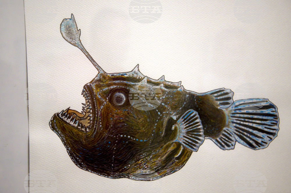 Пловдив - "Илюстрации на риби от Норвежко море" - изложба