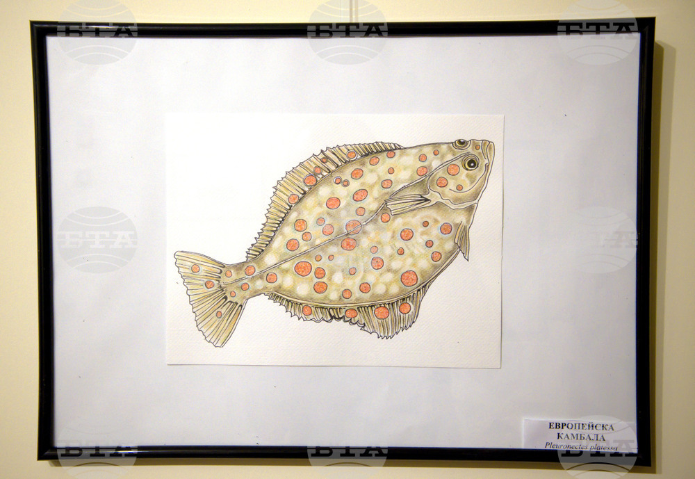 Пловдив - "Илюстрации на риби от Норвежко море" - изложба