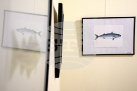 Пловдив - "Илюстрации на риби от Норвежко море" - изложба