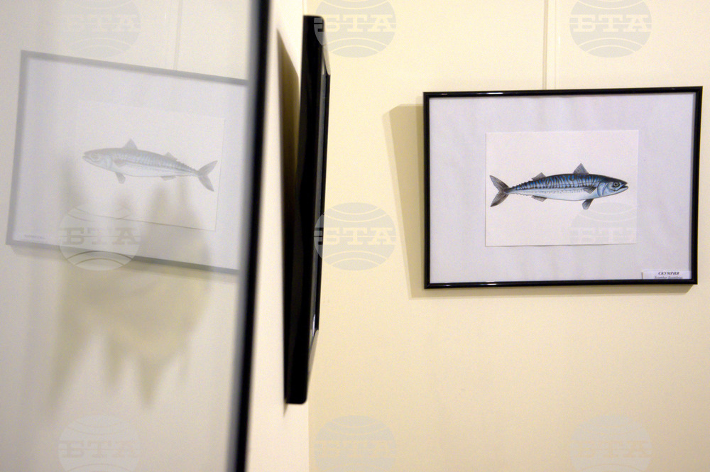 Пловдив - "Илюстрации на риби от Норвежко море" - изложба