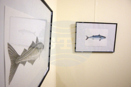 Пловдив - "Илюстрации на риби от Норвежко море" - изложба