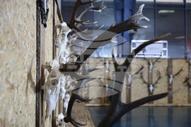 Пловдив - „Природа. Лов. Риболов“ и „Цветна пролет“ - изложение - откриване