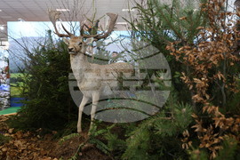 Пловдив - „Природа. Лов. Риболов“ и „Цветна пролет“ - изложение - откриване