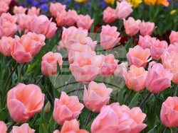 Снимка: Университетска ботаническа градина Балчик