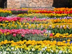 Снимка: Университетска ботаническа градина Балчик