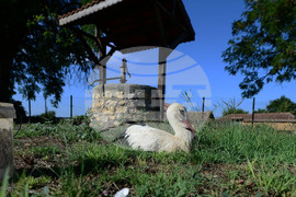 Село Голям Поровец - ранен щъркел