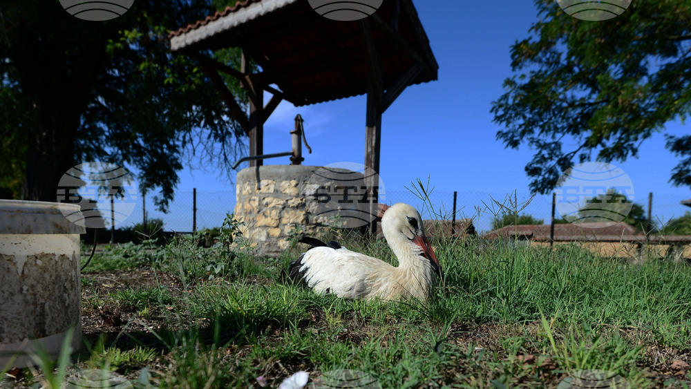 Село Голям Поровец - ранен щъркел