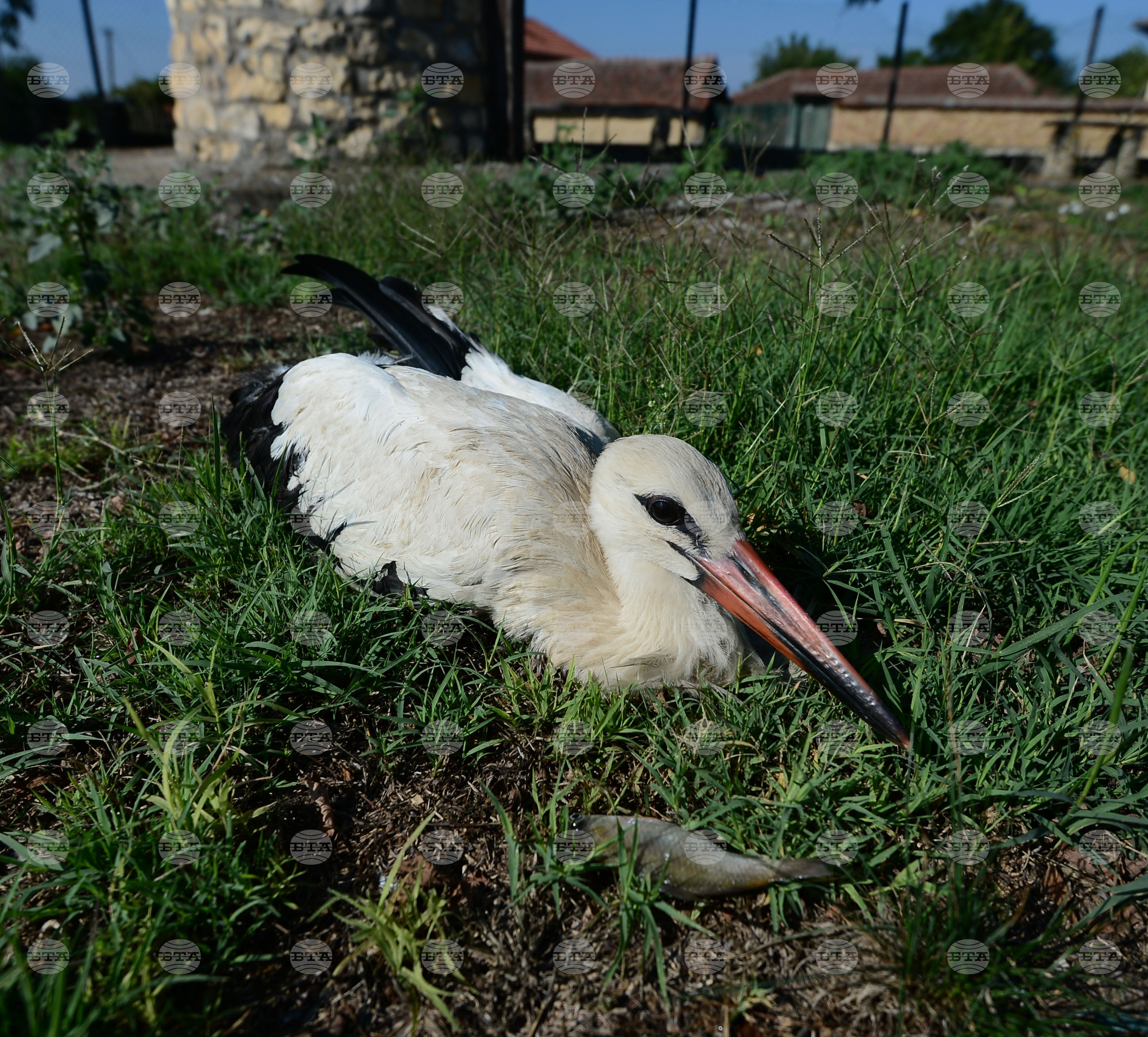 Село Голям Поровец - ранен щъркел