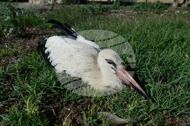 Село Голям Поровец - ранен щъркел