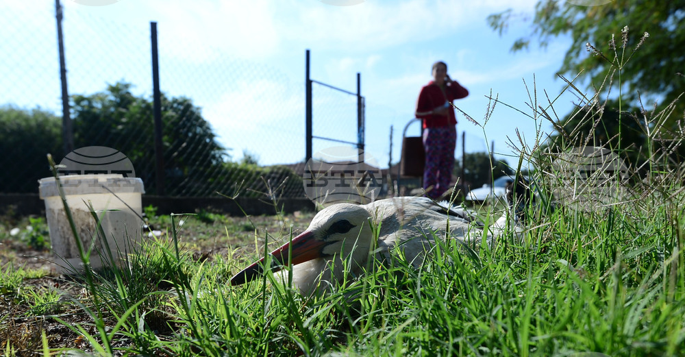 Село Голям Поровец - ранен щъркел