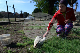 Село Голям Поровец - ранен щъркел