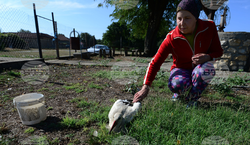 Село Голям Поровец - ранен щъркел