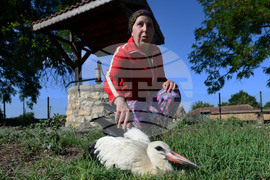 Село Голям Поровец - ранен щъркел