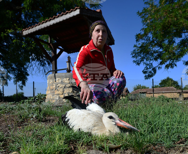 Село Голям Поровец - ранен щъркел