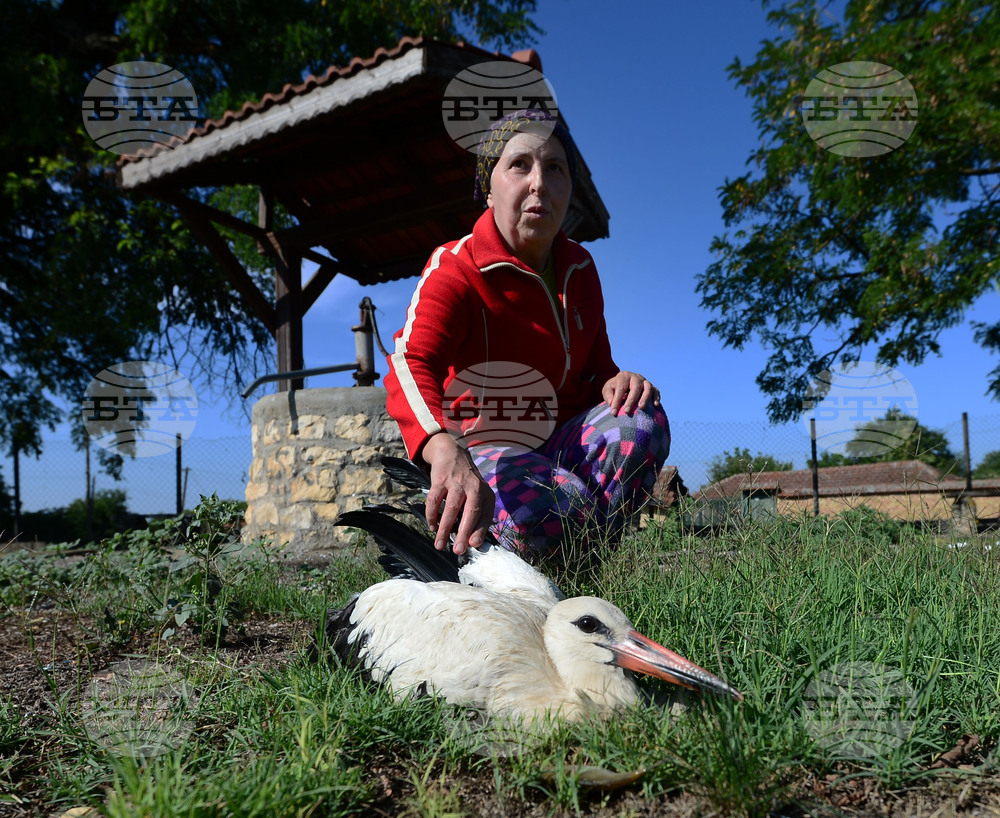 Село Голям Поровец - ранен щъркел