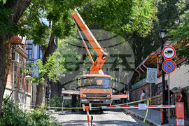 Пловдив -  ОП "Организация и контрол на транспорта" - санитарно оформяне на короните на дървета