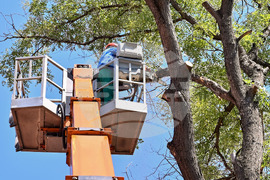 Пловдив -  ОП "Организация и контрол на транспорта" - санитарно оформяне на короните на дървета