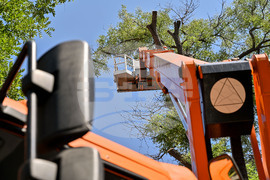 Пловдив -  ОП "Организация и контрол на транспорта" - санитарно оформяне на короните на дървета