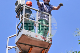 Пловдив -  ОП "Организация и контрол на транспорта" - санитарно оформяне на короните на дървета