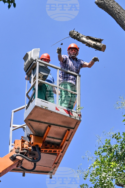 Пловдив - ОП "Организация и контрол на транспорта" - санитарно оформяне на короните на дървета