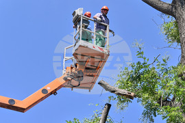Пловдив -  ОП "Организация и контрол на транспорта" - санитарно оформяне на короните на дървета