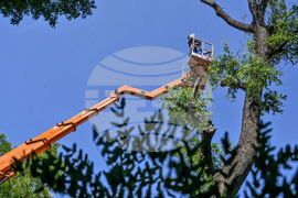 Пловдив -  ОП "Организация и контрол на транспорта" - санитарно оформяне на короните на дървета