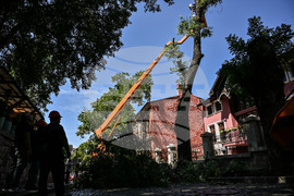 Пловдив -  ОП "Организация и контрол на транспорта" - санитарно оформяне на короните на дървета
