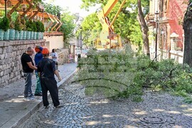 Пловдив -  ОП "Организация и контрол на транспорта" - санитарно оформяне на короните на дървета