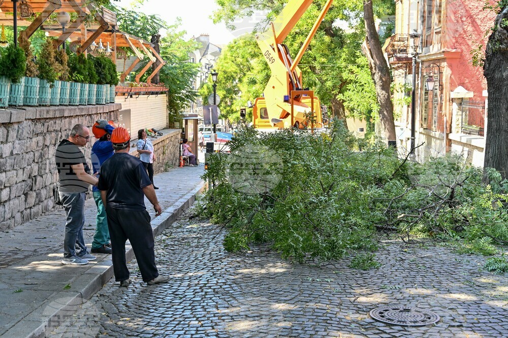 Пловдив - ОП "Организация и контрол на транспорта" - санитарно оформяне на короните на дървета