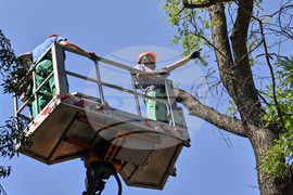 Пловдив -  ОП "Организация и контрол на транспорта" - санитарно оформяне на короните на дървета