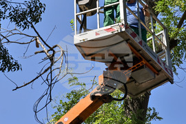 Пловдив -  ОП "Организация и контрол на транспорта" - санитарно оформяне на короните на дървета