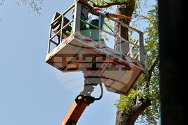 Пловдив -  ОП "Организация и контрол на транспорта" - санитарно оформяне на короните на дървета