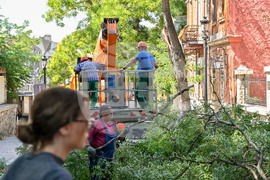 Пловдив -  ОП "Организация и контрол на транспорта" - санитарно оформяне на короните на дървета