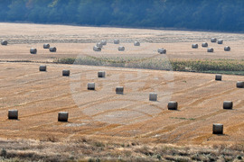 Село Богданци - рулонни бали
