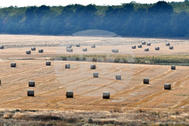 Село Богданци - рулонни бали