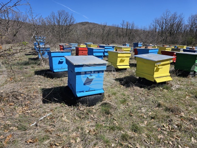 Национален протест на пчеларските организации ще се проведе днес в Добрич 