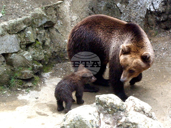 Зоопаркът в Айтос