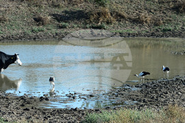 Село Свещари - водопой