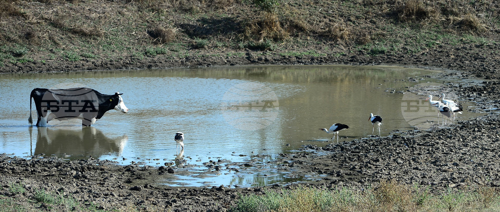 Село Свещари - водопой