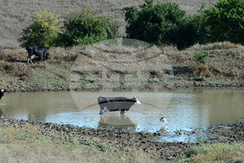 Село Свещари - водопой