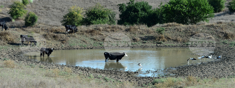 Село Свещари - водопой