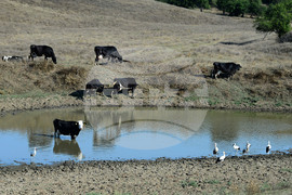 Село Свещари - водопой