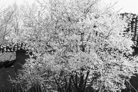 Село Егълница