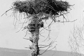 Село Егълница