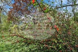 Седмица на гората 2024 - Държавно ловно стопанство “Кричим”